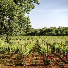 Luxury Villa Estate with 3 Pools on Istrian Vineyards near Bale, sleeps 56-60